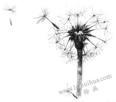 蒲公英素描画法步骤04