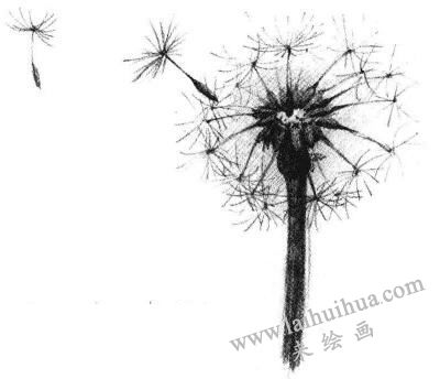 蒲公英素描画法步骤05