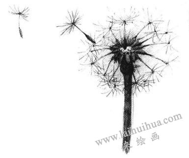 蒲公英素描画法步骤06