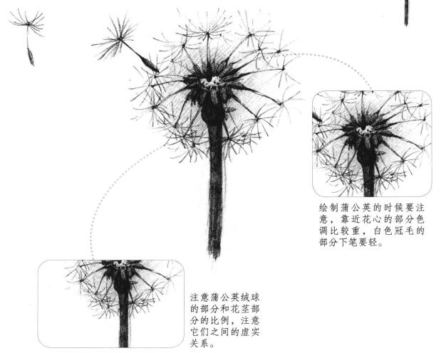 蒲公英素描画法