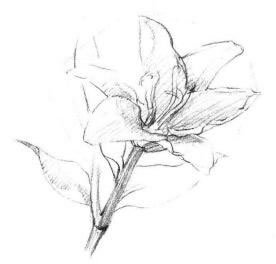 百合花素描画法步骤02