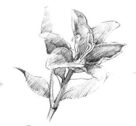 百合花素描画法步骤03