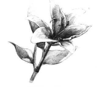 百合花素描画法步骤05