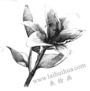 百合花素描画法步骤06