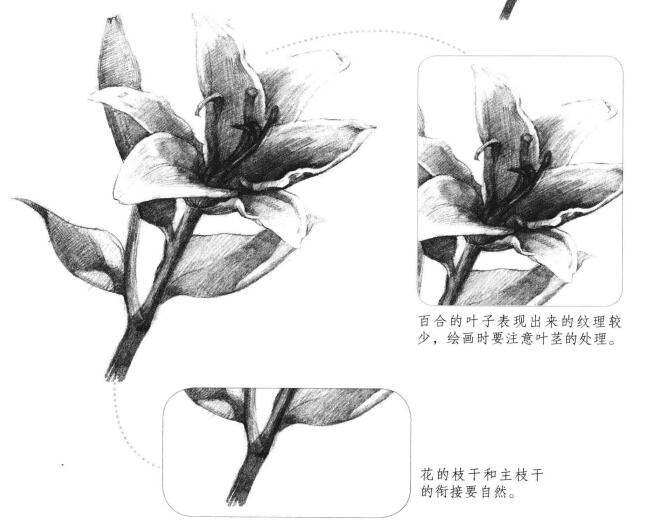 百合花素描画法