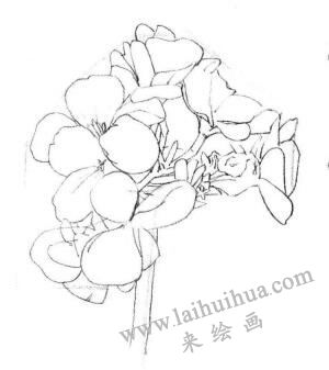 海棠花素描画法步骤02