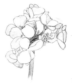 海棠花素描画法步骤03