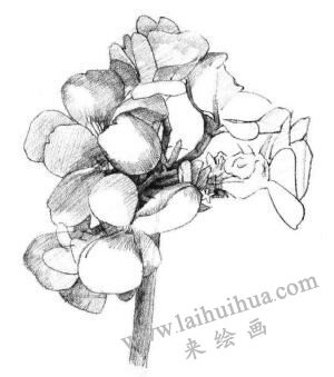 海棠花素描画法步骤04