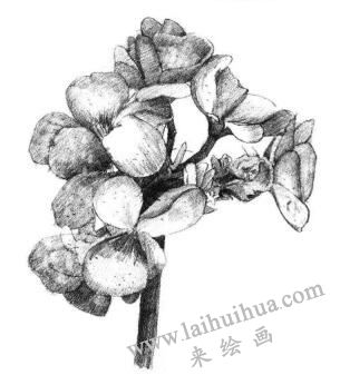 海棠花素描画法步骤06