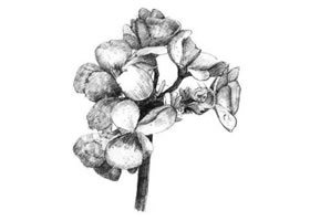海棠花素描画法