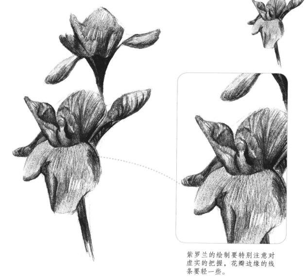 紫罗兰素描画法