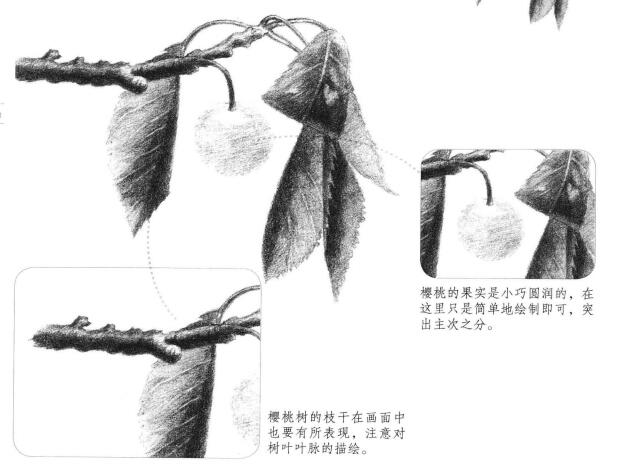 小樱桃枝素描画法