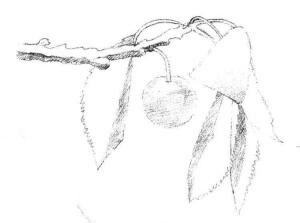 小樱桃枝素描画法步骤03
