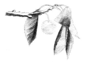 小樱桃枝素描画法步骤04