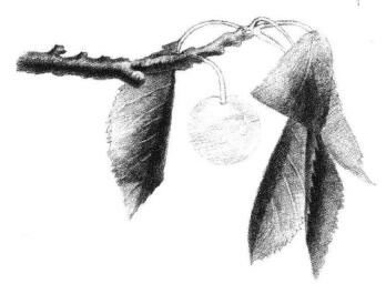 小樱桃枝素描画法步骤05