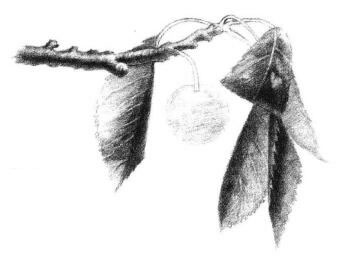 小樱桃枝素描画法步骤06
