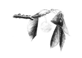 小樱桃枝素描画法