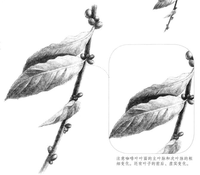 咖啡叶素描画法