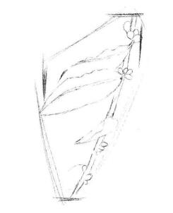咖啡叶素描画法步骤02