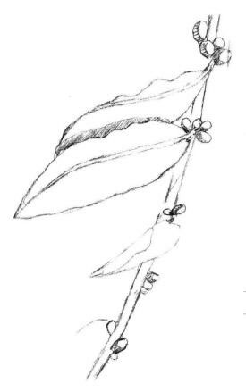 咖啡叶素描画法步骤03