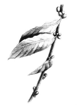 咖啡叶素描画法步骤05