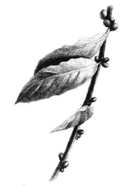 咖啡叶素描画法步骤05