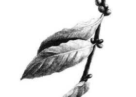 咖啡叶素描画法