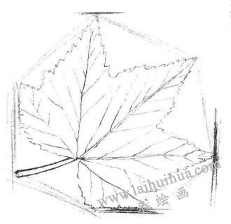 枫叶素描画法步骤02