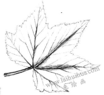 枫叶素描画法步骤03