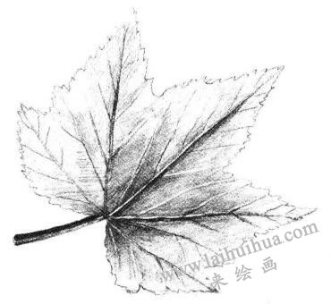 枫叶素描画法步骤04