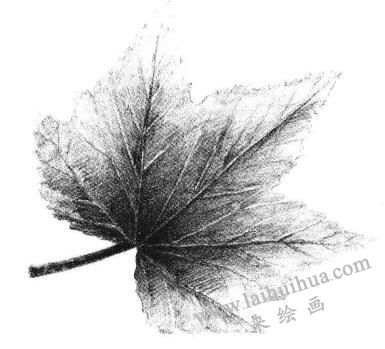 枫叶素描画法步骤05