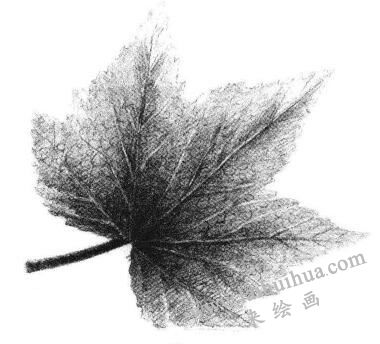 枫叶素描画法步骤06