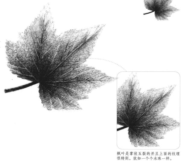 枫叶素描画法