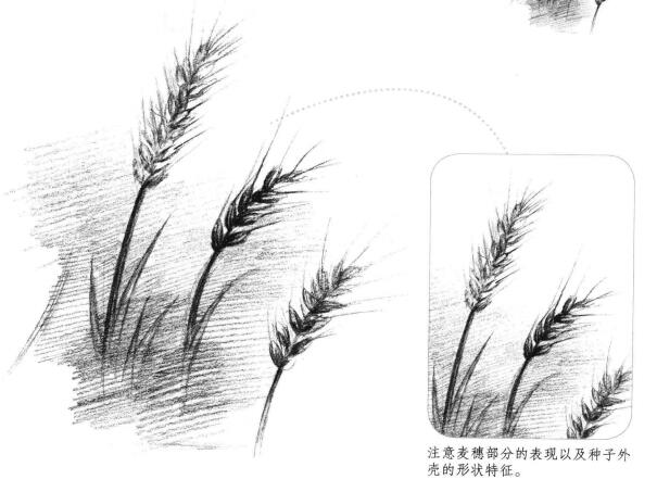 麦穗素描画法