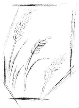 麦穗素描画法步骤02