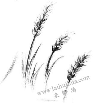 麦穗素描画法步骤03