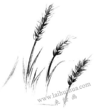 麦穗素描画法步骤04