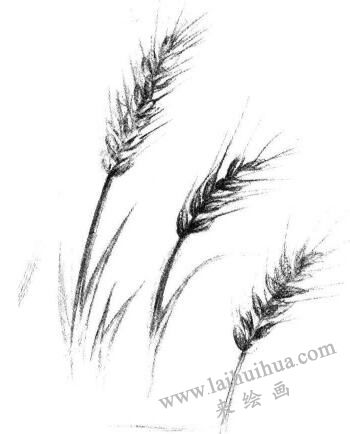 麦穗素描画法步骤05