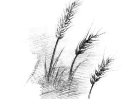麦穗素描画法