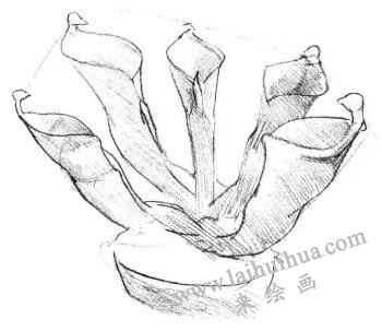瓶子草素描画法步骤03
