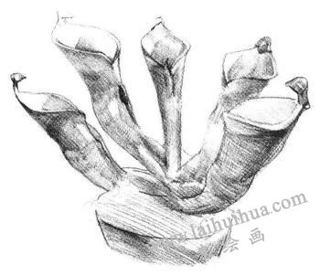 瓶子草素描画法步骤04