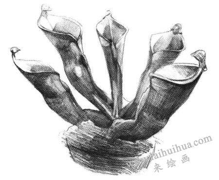 瓶子草素描画法步骤05