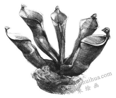 瓶子草素描画法步骤06