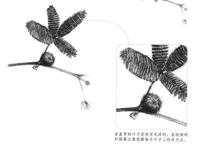 瓶子草素描画法