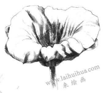 荷叶素描画法步骤03