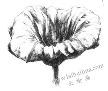 荷叶素描画法步骤04