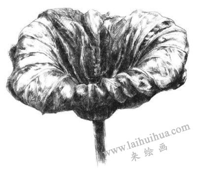 荷叶素描画法步骤05