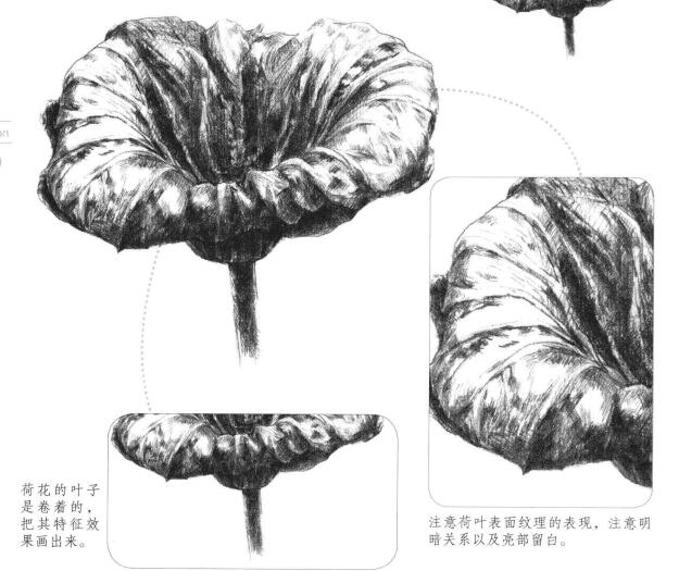 荷叶素描画法