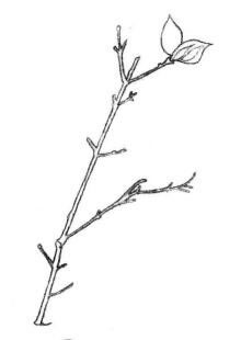 桃树枝素描画法步骤01