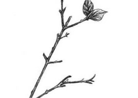 桃树枝素描画法